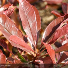 PHOTINIA x fraseri Pink marble®