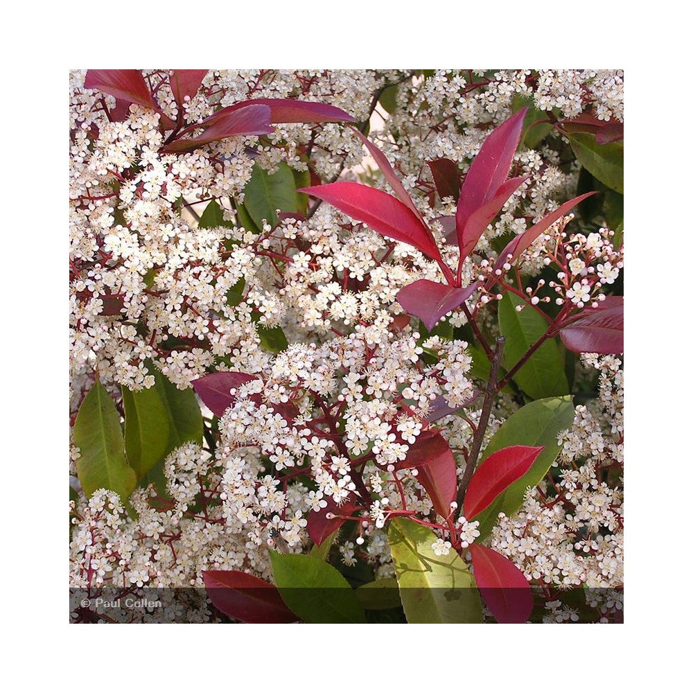 PHOTINIA x fraseri Red Robin