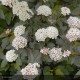 PHYSOCARPUS opulifolius Diable d'Or