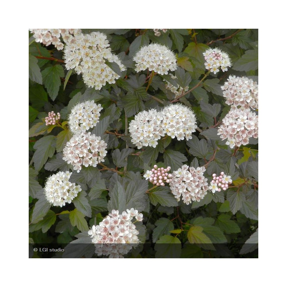 PHYSOCARPUS opulifolius Diable d'Or