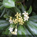 PITTOSPORUM tobira