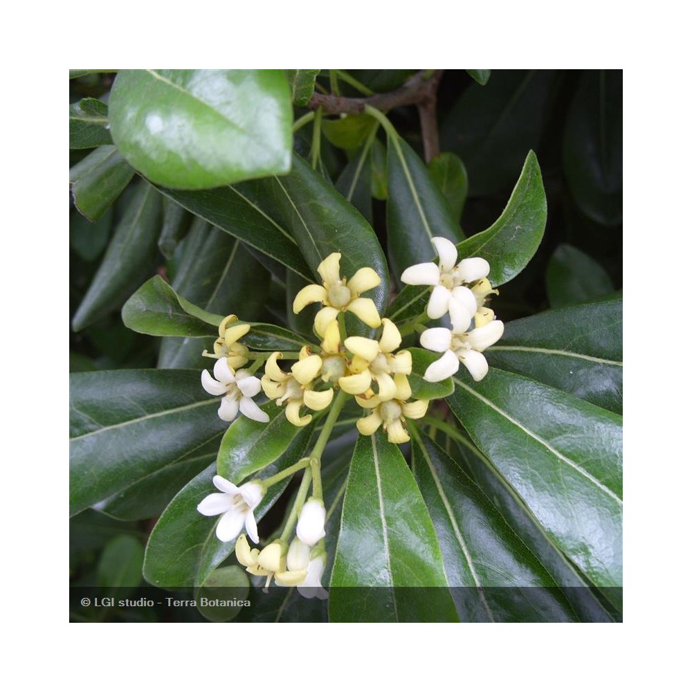 PITTOSPORUM tobira
