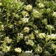 PITTOSPORUM tobira