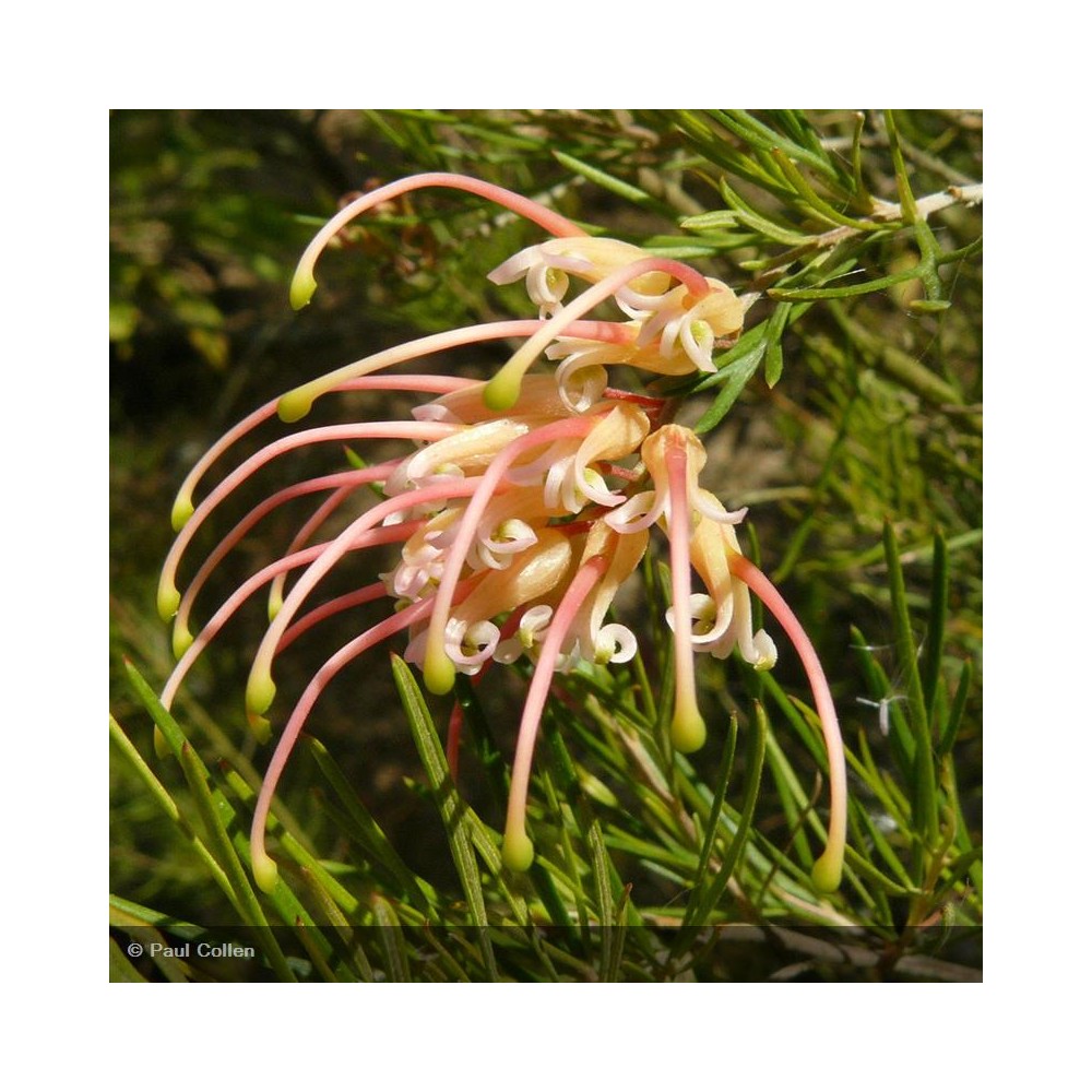 GREVILLEA rosmarinifolia Jenkinsii