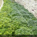 PITTOSPORUM tobira Nanum