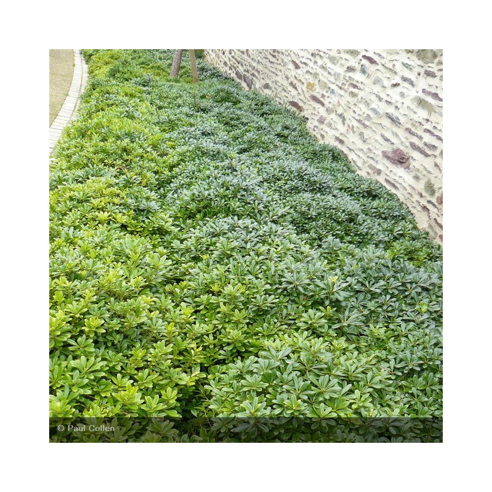 PITTOSPORUM tobira Nanum