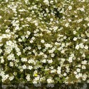 POTENTILLA fruticosa Abbotswood