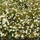 POTENTILLA fruticosa Abbotswood