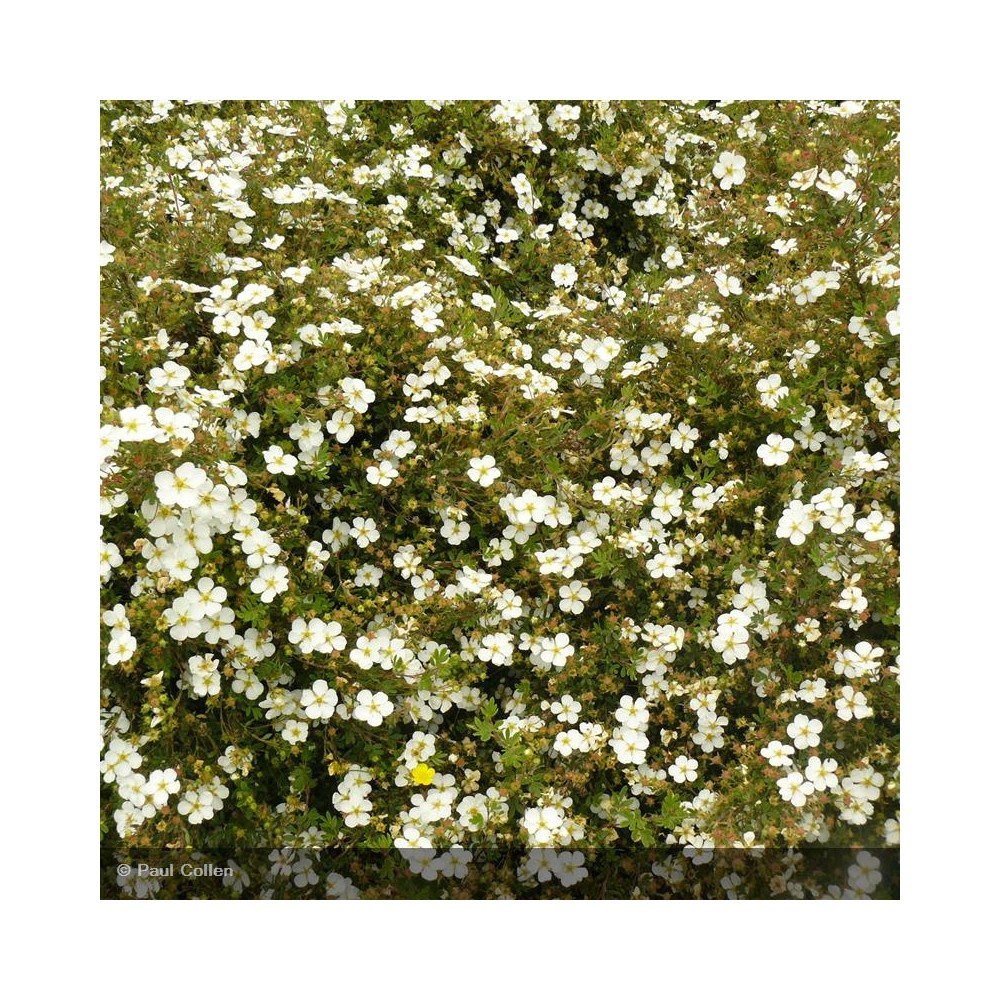 POTENTILLA fruticosa Abbotswood