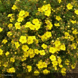 POTENTILLA fruticosa Goldfinger