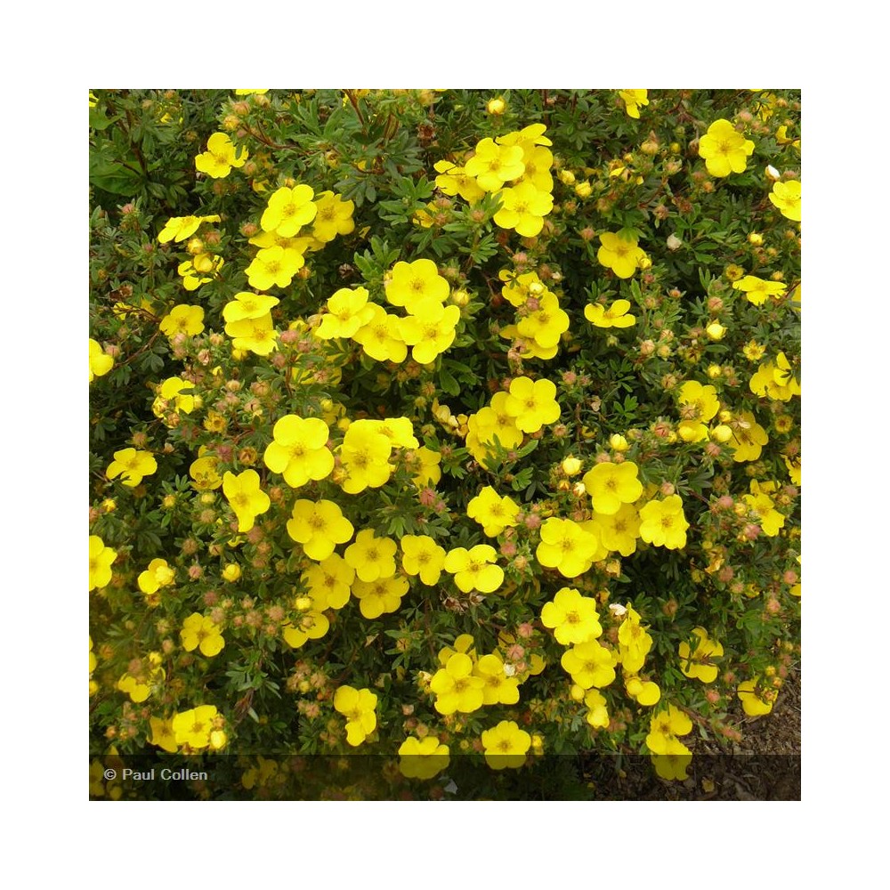 POTENTILLA fruticosa Goldfinger