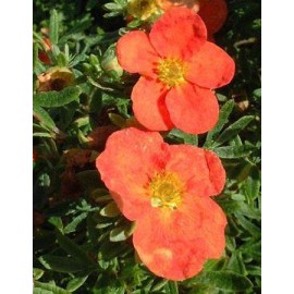 POTENTILLA fruticosa Red Ace