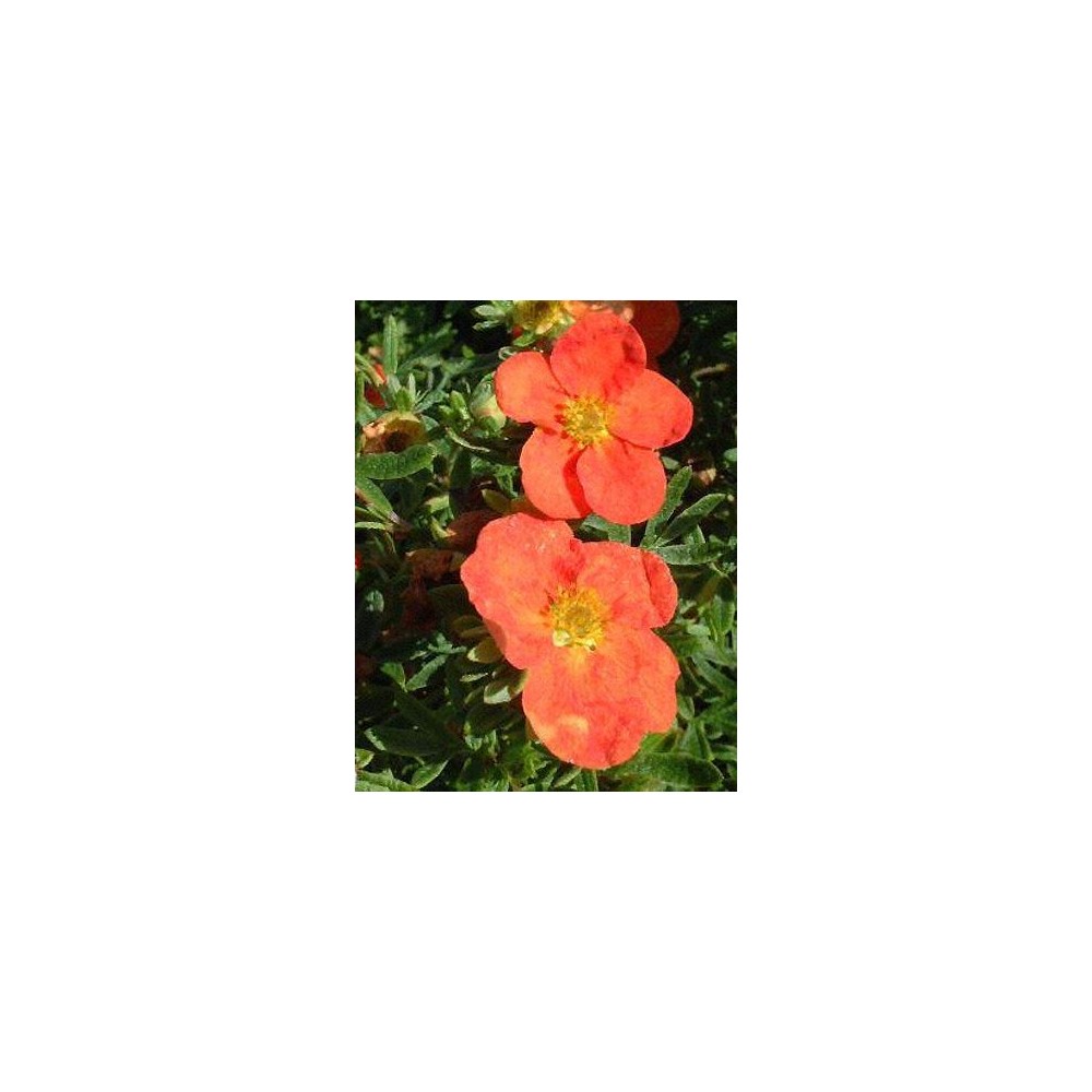 POTENTILLA fruticosa Red Ace