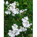 PROSTANTHERA cuneata