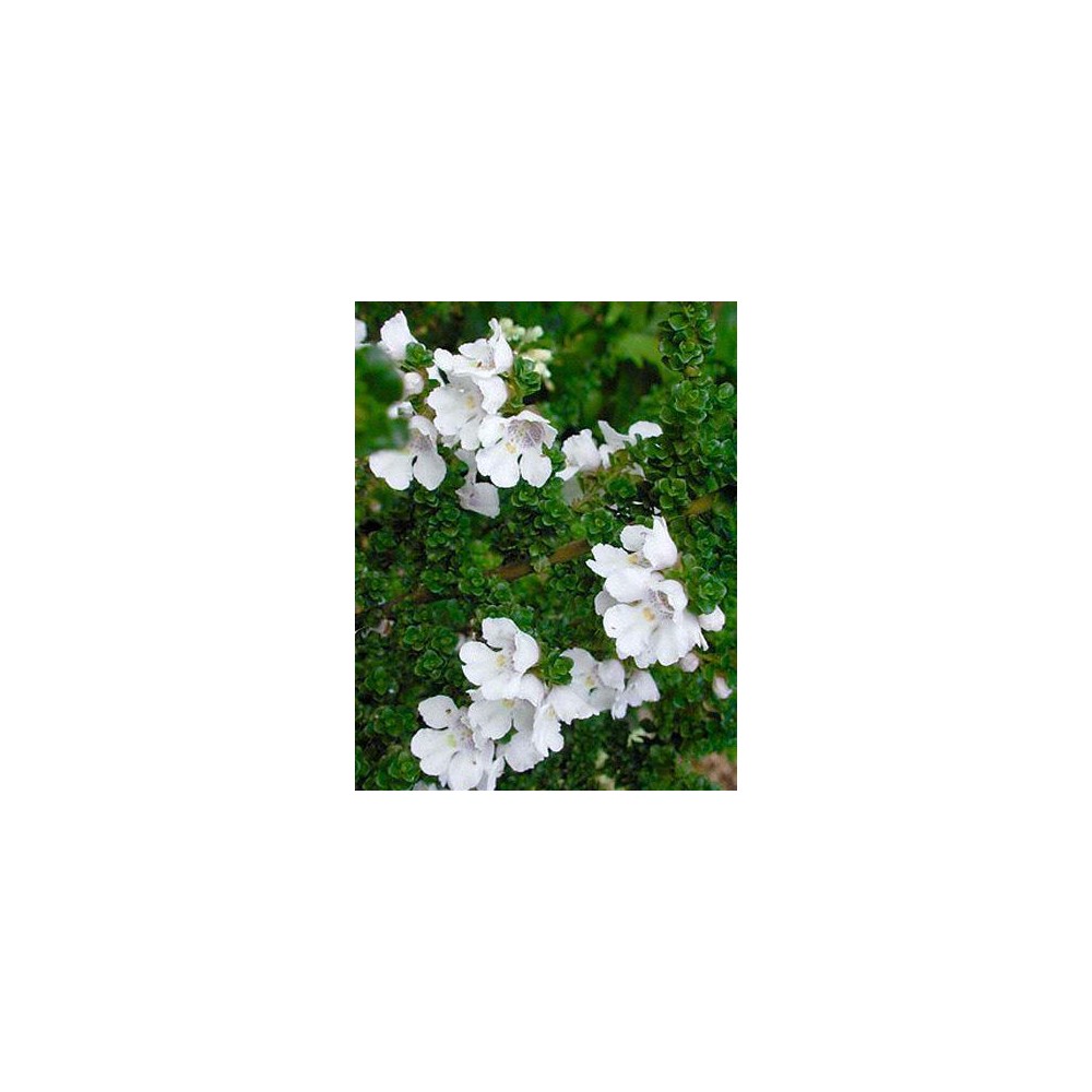 PROSTANTHERA cuneata
