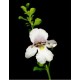 PROSTANTHERA cuneata