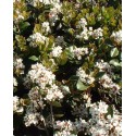 RAPHIOLEPIS umbellata