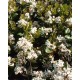 RAPHIOLEPIS umbellata
