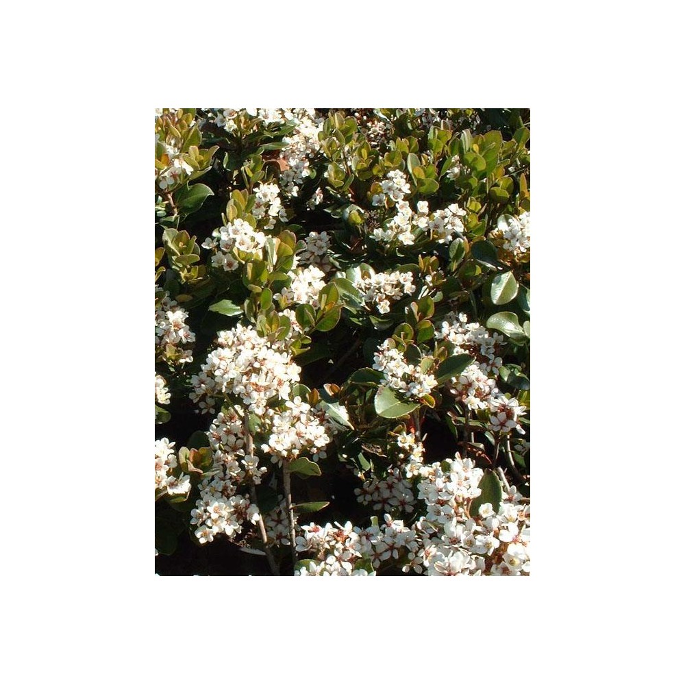RAPHIOLEPIS umbellata