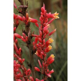 HESPERALOE parviflora