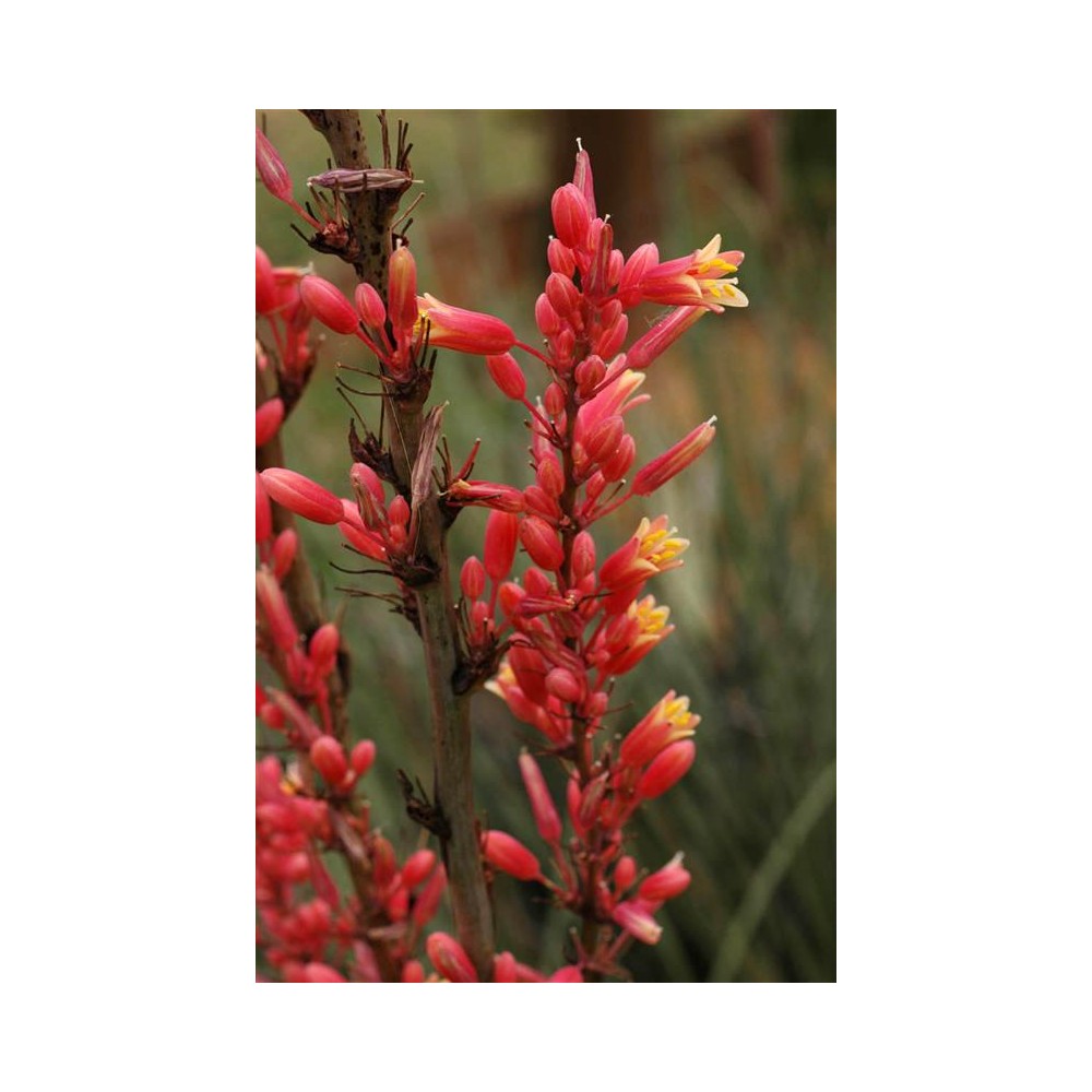 HESPERALOE parviflora