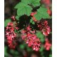 RIBES sanguineum