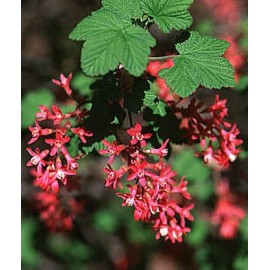 RIBES sanguineum