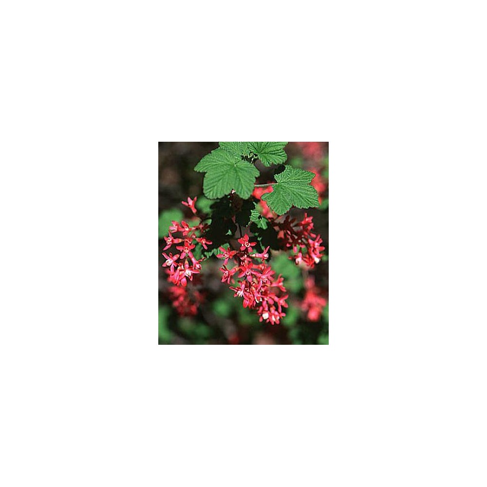 RIBES sanguineum