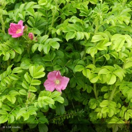 ROSA rugosa Rubra