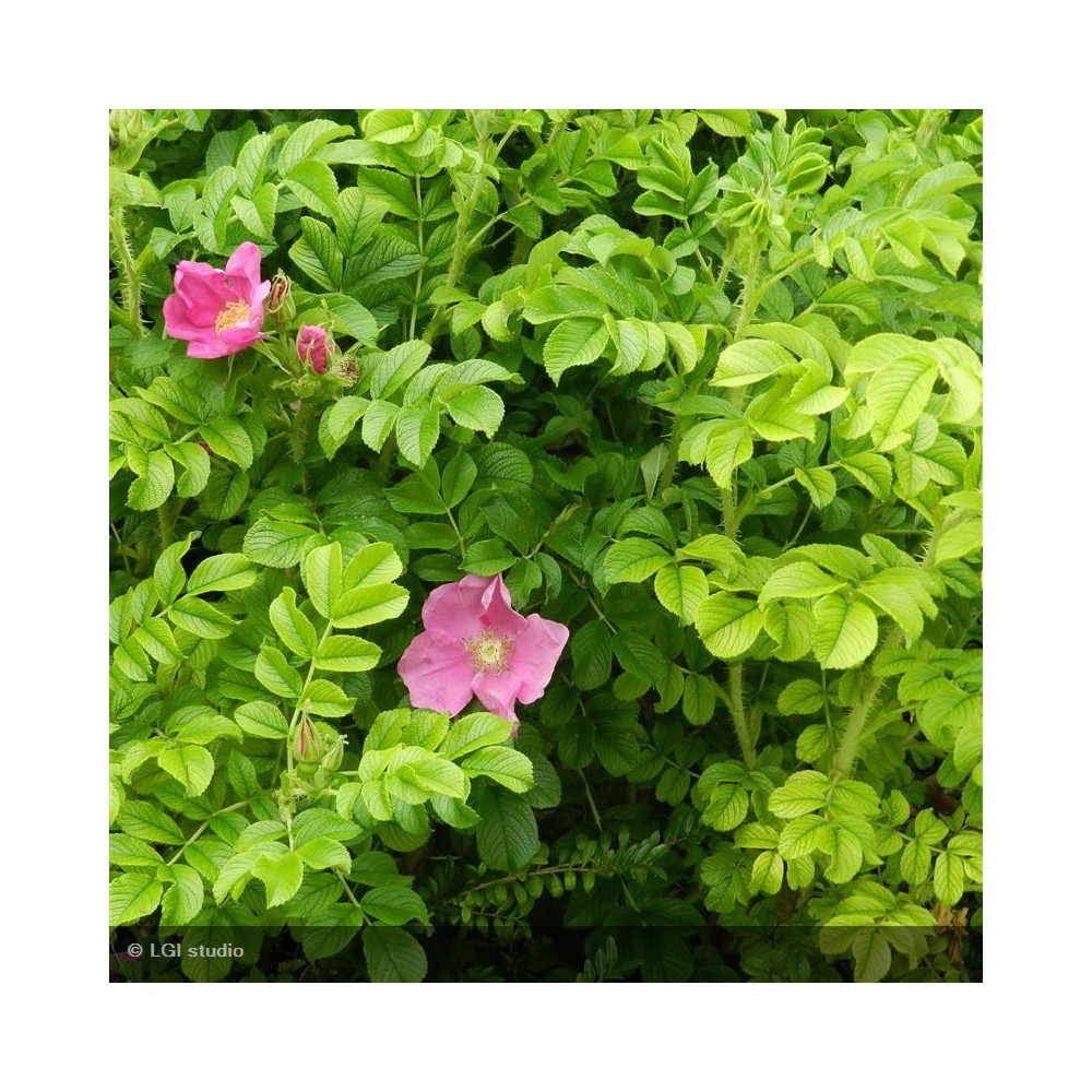 ROSA rugosa Rubra