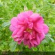 ROSA rugosa Rubra