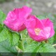 ROSA rugosa Rubra