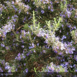 ROSMARINUS Corsican Blue