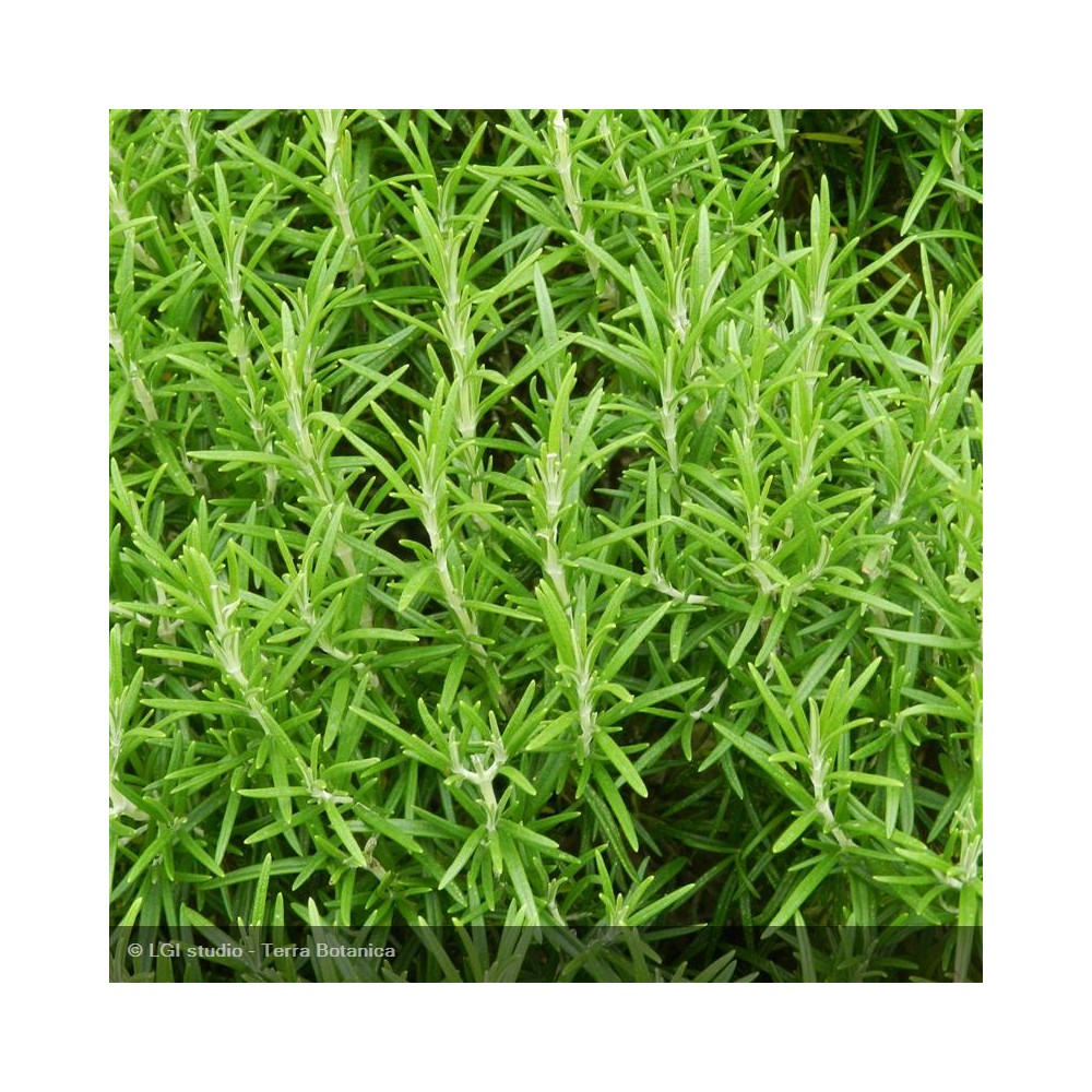 ROSMARINUS officinalis