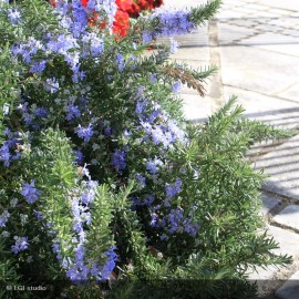 ROSMARINUS officinalis Prostratus