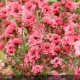 LEPTOSPERMUM Winter Cheer