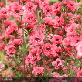 LEPTOSPERMUM Winter Cheer