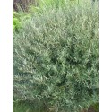 SALIX purpurea Nana Gracilis