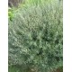 SALIX purpurea Nana Gracilis
