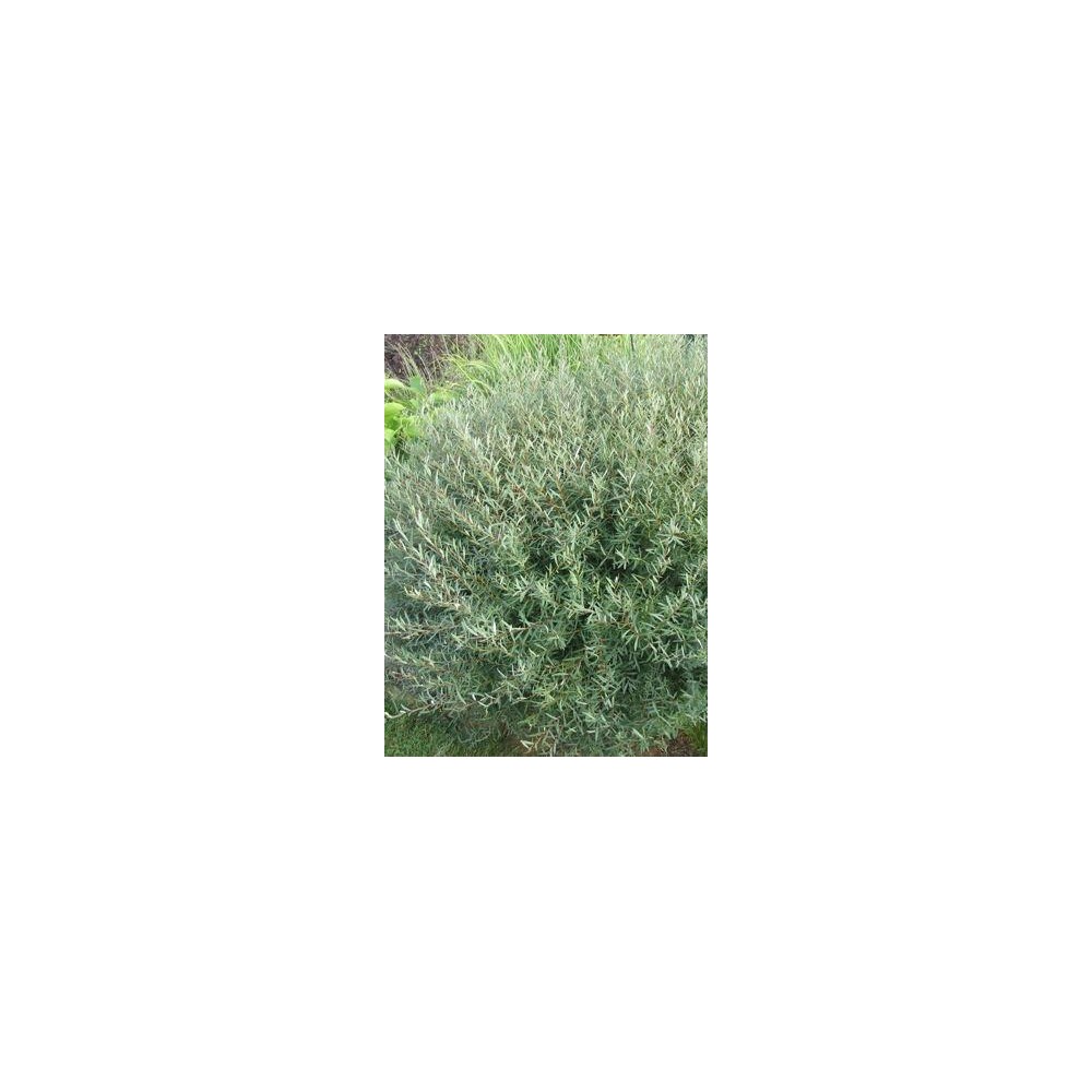 SALIX purpurea Nana Gracilis