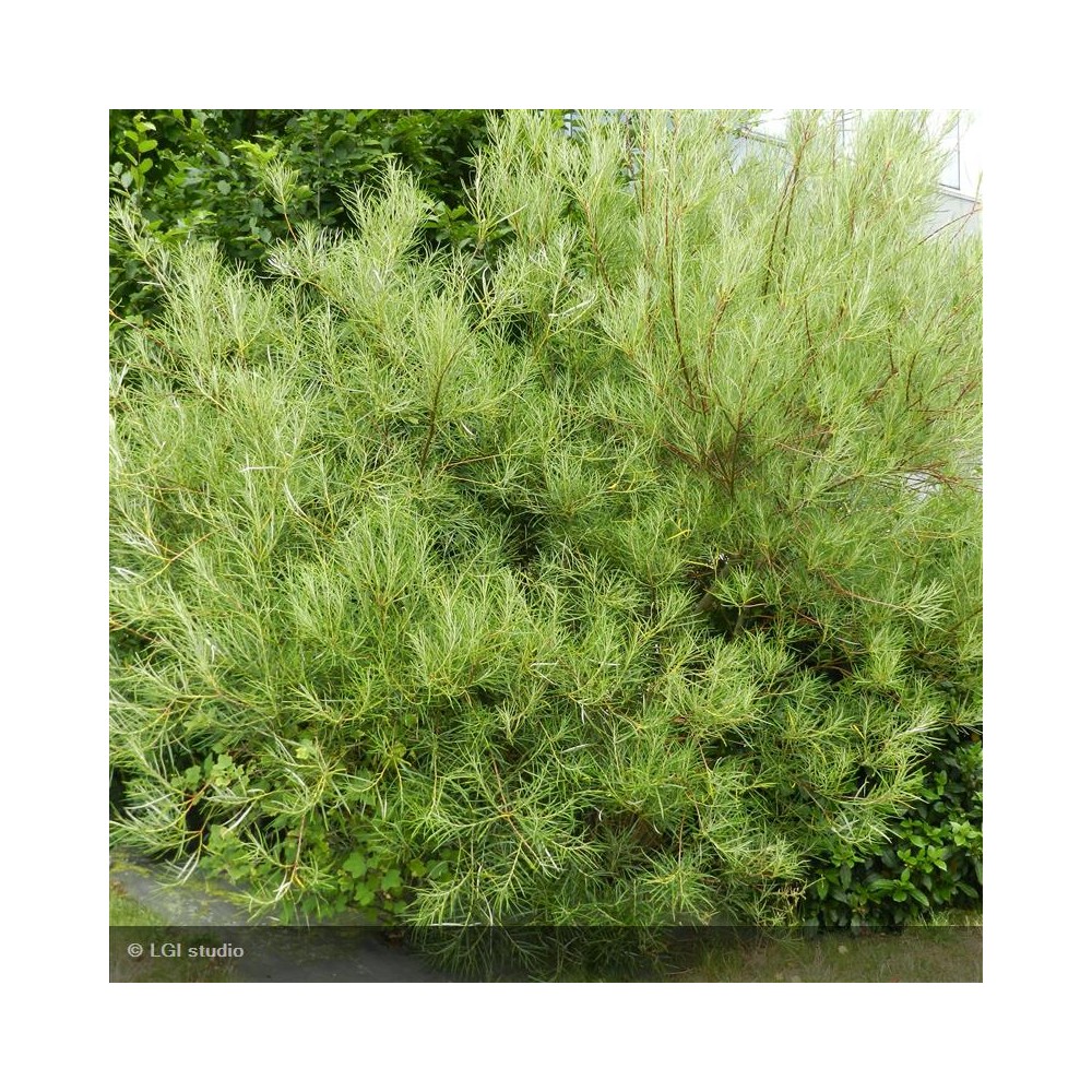 SALIX rosmarinifolia