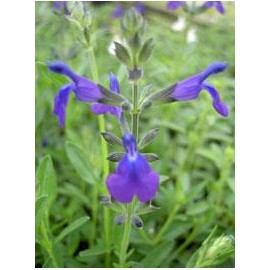 SALVIA greggi Lycioides