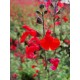 SALVIA greggi Royal Bumble