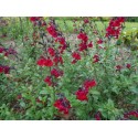 SALVIA microphylla Bordeaux