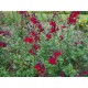 SALVIA microphylla Bordeaux