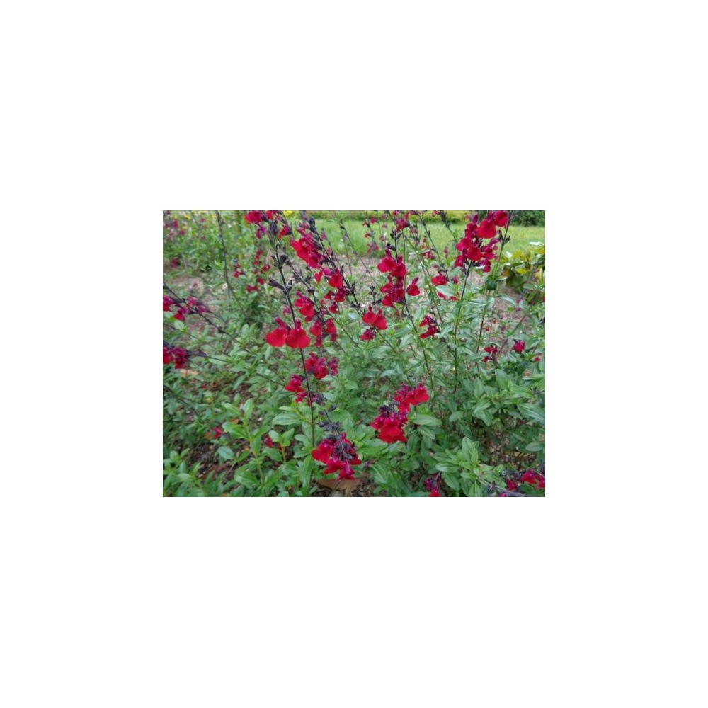 SALVIA microphylla Bordeaux