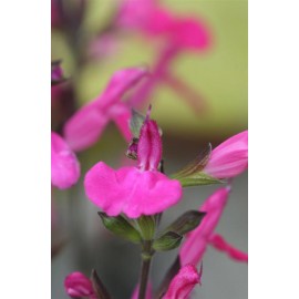 SALVIA microphylla Cera Potosi