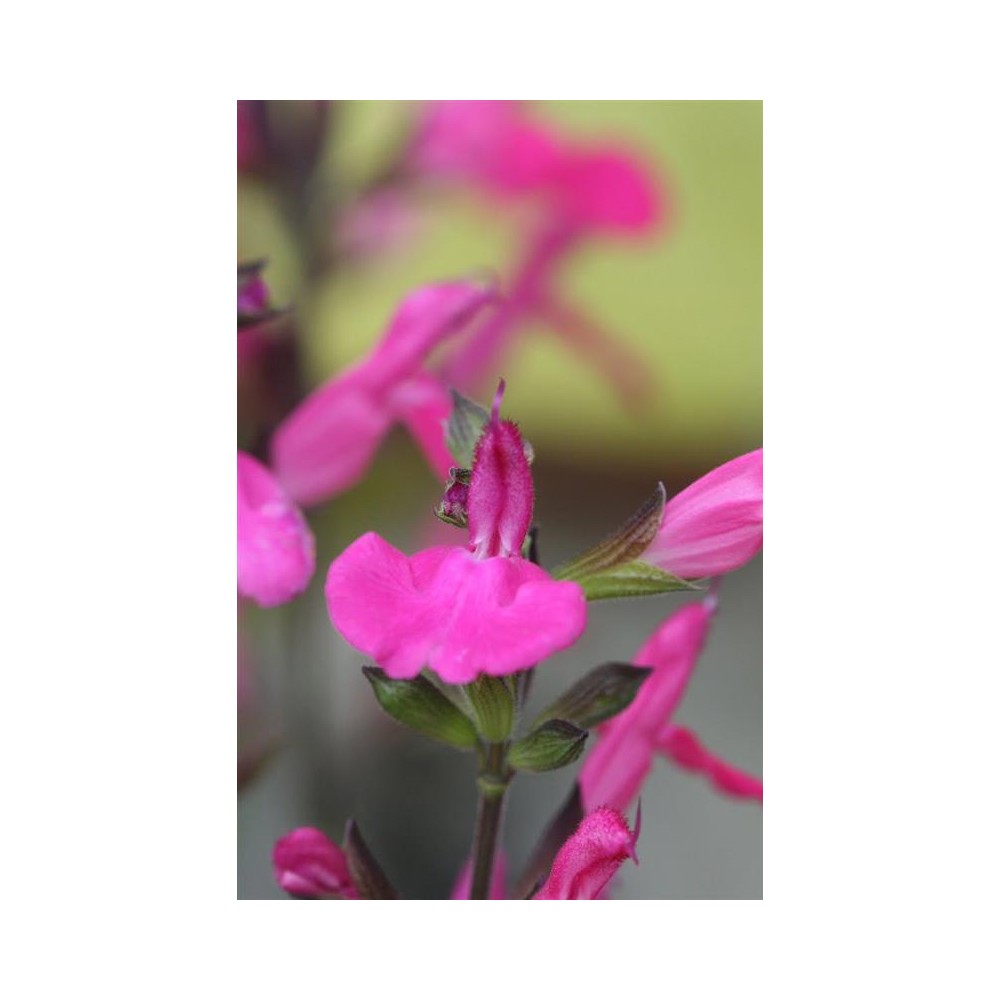 SALVIA microphylla Cera Potosi