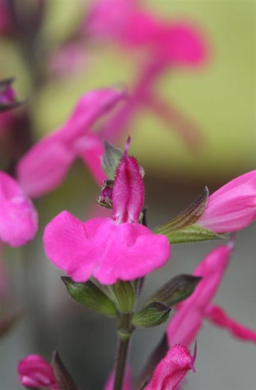 Salvia Microphylla 'Cera Potosi' - Sauge Vivace à Fleurs Rose Magenta - Conteneur 3-4 Litres