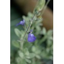 SALVIA microphylla Lissac Bleu